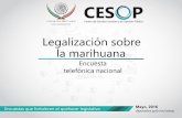 Legalización sobre la marihuana - Cámara de Diputados › index.php › esl › content › ... · de marihuana, se tiene la idea de que una persona que es adicta a la marihuana