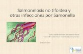Salmonelosis no tifoidea y otras infecciones por Samonella › wp-content › uploads › ... · Fiebre tifoidea Clínica - Primera semana: fiebre (40ºC) acompañado de cefalea,