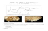CUEVA DEL CORRAL DE LAS CUEVAS › adjuntos › carenoso_corralcvberny.pdf · dirigimos a la zona del Corral de las Cuevas en el B pocos centenares de metros por debajo de la Fuente