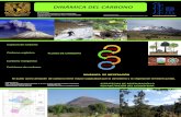 DINÁMICA DEL CARBONO - UNAM · 2018-09-07 · PARQUE NACIONAL IZTACCÍHUATL POPOCATÉPETL ÁREA NATURAL CERRO DE LA ESTRELLA Captura de carbono Carbono orgánico Carbono inorgánico