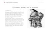 Anatomía de la Rodilla fotocopiaselcodo.es › Documentacion_files › Rodilla. Anatomía.pdf · Anatomía Básica de la Rodilla LA RODILLA La más grande de las articulaciones