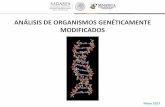 ANÁLISIS DE ORGANISMOS GENÉTICAMENTE MODIFICADOS › ... › taller2 › Docs › Analisis-OGM.pdf · PERMISOS: Confirmar la identidad del OGM que obtuvo un permiso de liberación