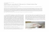 Case Report Spontaneous Ameloblastic Fibroma in …...J Toxicol Pathol 2013; 26: 325–328 Case Report Spontaneous Ameloblastic Fibroma in a Young Guinea Pig Makoto Tanaka1*, and Osamu