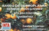 BANCO DE GERMOPLASMA - concitver.comconcitver.com/XII simposium internacional de la citricultura...Producción de cítricos por regiones 2007 ARGENTINA Resto del país 1% NEA 39% NOA