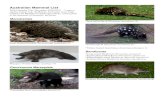 Australian Mammal Listdirttime.ws/Butterfly2/Australian Mammals2019.pdf*Long-nosed Potoroo (Potorous tridactylus) 108. Rat-kangaroos and Tree Kangaroos Musky Rat-kangaroo (Hyspipprymnodon