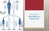 Unidad 2: Genética y herencia...genotipicas y fenotipicas de la progenie en un cruzamiento genetico. Fue desarrollado para facilitar la comprension del fenomeno de segregacion de