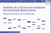Análisis de la Evolución mediante Herramientas Moleculares: … · 2019-04-22 · Análisis de la Evolución mediante Herramientas Moleculares: Electroforesis de Proteínas CONSTRUCCIÓN