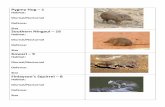 Habitat: Defense: Size Southern Ningaul 16 9 · Australian Feral Camel – 1 Habitat: Diurnal/Nocturnal Defense: Size Face Mite ...