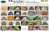 Maririposas, o belleza nocturna - Biodiversidad Virtual · 2014-02-17 · belleza nocturna Aunque suelen pasar más desapercibidas, las mariposas nocturnas son muchísimo más diversas