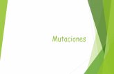 Mutaciones - amanecer-temuco.cl · Mutaciones cromosómicas ... Son las mutaciones que afectan sólo a un número de ejemplares de un cromosoma o más, pero sin llegar a afectar al