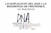 LA DUPLICACIÓ DEL DNA i LA BIOSÍNTESI DE PROTEÏNEScosmolinux.no-ip.org/...aula/...DNA_mecanismes.pdf · Com el DNA eucariota es troba força associat a histones, durant la replicació: