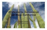 El desierto sonorense de Baja California...El Desierto Sonorense de Baja California Debra Valov ISSI, agosto de 2015 Hoy hablamos del segundo tema en la serie sobre la educación ambiental