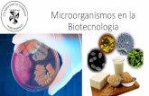Microorganismos en la Biotecnología...2018/11/15  · Microorganismos en la industria alimentaria •Se emplean bacterias, levaduras y hongos.•El principal proceso implicado es