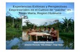 Experiencias Exitosas y Perspectivas No copiar ... · No copiar. CONTENIDO • Interés por la piscicultura • Construcción de estanques ... – Proyecto Especial Alto Huallaga