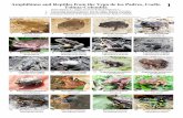 646-01 Amphibians and Reptiles Vega de los Padres · Amphibians and Reptiles from the Vega de los Padres, Coello Tolima-Colombia Daniel Ramos-T.1, Angie Tovar-O.2 & Oscar Mahecha-J.3