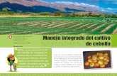 Manejo integrado del cultivo de cebolla · de cebolla Bolivia es un país productor de cebolla, sin embargo, la producción no satisface la demanda interna, dando lugar a la introducción