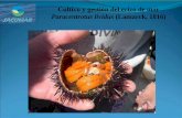 CULTIVO Y GESTIÓN DEL ERIZO DE MAR · Caracterización genética del erizo de mar Paracentrotus lividus, Lamarck, 1816, en poblaciones naturales de Galicia, Asturias y Canarias.