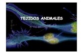 TEJIDOS ANIMALES - IES PARQUE GOYAiesparquegoya.es/files/Ciencias Naturales/PILAR/TEJIDOS... · 2013-11-09 · TEJIDOS ANIMALES Author: Pilar Created Date: 11/9/2013 1:37:24 PM Keywords