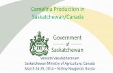 Camelina Production in Saskatchewan/Canada...Saskatchewan Exports (2012) Crop Value ($ million) Wheat 2,030.0 Canola seed 2,714.5 Lentils 673.2 Dry peas 626.0 durum 1,230.5 Flax seed