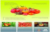 En l Eas - Oregon...libras ó 23 toneladas de tomate. Los tomates pueden ser de color verde, amarillo, anaranjado, rosado, rojo, café, blanco y morado. Biológicamente, el tomate