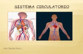 Sistema circulatorio...El cuerpo humano es recorrido interiormente, desde la punta de los pies hasta la cabeza, por un líquido rojizo y espeso llamado. SANGRE. La sangre hace este