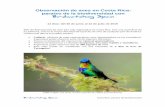 Observación de aves en Costa Rica: paraíso de la ...birdwatchingspain.net/wp-content/uploads/2019/02/Costa...continental ¡No te lo puedes perder! • Colibrís : ¡disfruta de estas