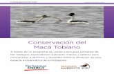 Foto: James Lowen Conservación del Macá Tobianoargentinambiental.com/wp-content/uploads/pdf/AA58... · encima de los 700 msm durante el período repro-ductivo (noviembre a marzo).
