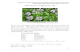 Eichhornia crassipes (Mart.) Solms, 1883enciclovida.mx/pdfs/exoticas_invasoras/Eichhornia crassipes.pdf · está considerada entre las 100 especies más invasoras del mundo por la
