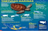 TORTUGAS MARINAS - rotativo.com.mx€“2.pdf · TORTUGAS MARINAS CICLO DE REPRODUCCIÓN 1 Cada Verano, las costas mexicanas son el destino de siete especies de tortugas marinas que
