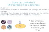Clase 13: Unidad n°2 Microorganismos y defensas€¦ · Clase 13: Unidad n°2 Microorganismos y defensas Los principales microorganismos patógenos son las bacterias y los virus.