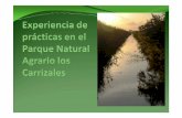 Experiencia en Carrizales...Ppt0000013 [Sólo lectura] Author equilibra Created Date 10/2/2012 2:13:47 PM Keywords () ...