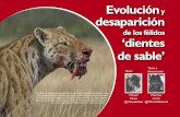Evolución desaparición ‘dientes de sable’ · sus caninos determinó el desarrollo de dos tipos de caza muy distintos entre felinos y macairodontinos. Los primeros muerden a
