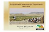 Programa de Vacunación Caprina de Mendoza · Proyecto de Ley de Fomento Caprino Nacional. Desarrollo actual (en etapa de finalización) del Plan Provincial de Prevalencia de Brucelosis