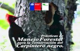Caracter£­sticas del Carpintero negro ... Caracter£­sticas del Carpintero negro (Campephilus magellanicus)