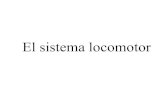 El sistema locomotor - Comité Olímpico Guatemaltecoentrenadormovil.cog.org.gt/sites/default/files... · El sistema locomotor. Los músculos. La musculatura esquelética. VISTA ANTERIOR.