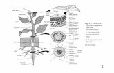 Fig. 1.1. Estructura vascular (dicotiledónea). A) Esquema ...clluch/Archivos/histol1.pdf · Tabla 3.- Composición lipídica relativa (%) de las Membranas Vegetales Lípidos neutros