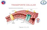 TRANSPORTE CELULAR · • Tema: Transporte celular • Materiales: Libro, cuaderno, estuche Objetivo: Estudiar y comprender los mecanismos de transporte a través de la membrana plasmática.
