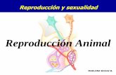Reproducción Animal...Hormonas y producción de óvulos El ciclo menstrual •GnRH •LH •FSH •Estrógeno •Progesterona Hormonas del embarazo •Gonadotrofina coriónica humana