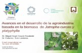 Presentación de PowerPoint - Instituto Potosino de ... · Avances en el desarrollo de la agroindustria basada en la biomasa de Jatropha curcas y platyphylla Dr. Miguel Angel Angulo
