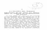 I LA PLANTA DEL TABACO · tugal, recibe en i558 unas semillas del Nica-t^na rust a, procedentes de La Flarida, que cultívó en el jardín Keal de Lisboa, y conven-cido de las propiedades