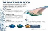MANTARRAYA - gob.mx...Los pescadores lanzan sus arpones y cuando las atrapan, las suben directamente a la embarcación. Se caracteriza por ser una de las especies …