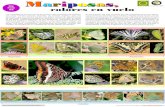 Mariposas, - Biodiversidad Virtual · Mariposas, colores en vuelo Mariposas, Los Lepidópteros forman uno de los grupos más numerosos de insectos, con unas 170.000 especies descritas.