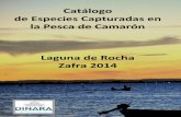 Catálogo de Especies Capturadas en la Pesca de …...Las lagunas costeras salobres de Castillos, de Rocha, Garzón y José Ignacio, así como los tramos bajos de otros tributarios