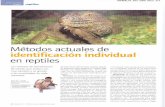 Metodos actuales de identificación en reptilesamasquefa.com/uploads/45._M_todos_actuales_de... · las tortugas marinas. Tatuajes: Este sistema es poco utilizado en los reptiles y