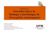 Práctica 1 Introducción a la biología i morfología degenetica.uab.cat/base/continguts/documents... · Práctica 1 Introducción a la biología i morfología de Drosophila melanogaster