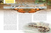 F i La migració de les papallones: el cas de Vanessa cardui · cicle vital comença quan les papallones ponen uns petits ous verds (0,6 mm) a l’anvers de les fulles de les plantes