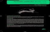 Pipistrellus pipistrellus (Schreber, 1774) · sus menores dimensiones y la morfología y disposición de los incisivos y premolares superiores permi-ten distinguirlos en mano con