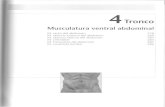 aulakinesica.com.araulakinesica.com.ar/evaluaciones/files/Valeriusregion_abdominal.pdf · Tronco - Musculatura ventral abdominal Músculo recto del abdomen El M. recto del abdomen