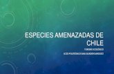 ESPECIES AMENAZADAS DE CHILE...ESPECIES AMENAZADAS DE CHILE • COMIENZO DE LOS AÑOS 60 SE IDENTIFICA Y CREA LISTADO DE FLORA Y FAUNA AMENAZADAS. • IMPORTANCIA: • Aplicación