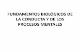 FUNDAMENTOS BIOLÓGICOS DE LA CONDUCTA Y DE LOS PROCESOS ...encina.pntic.mec.es/plop0023/documentos_programaci... · En la actualidadaún no se conoce con exactitud los procesos de